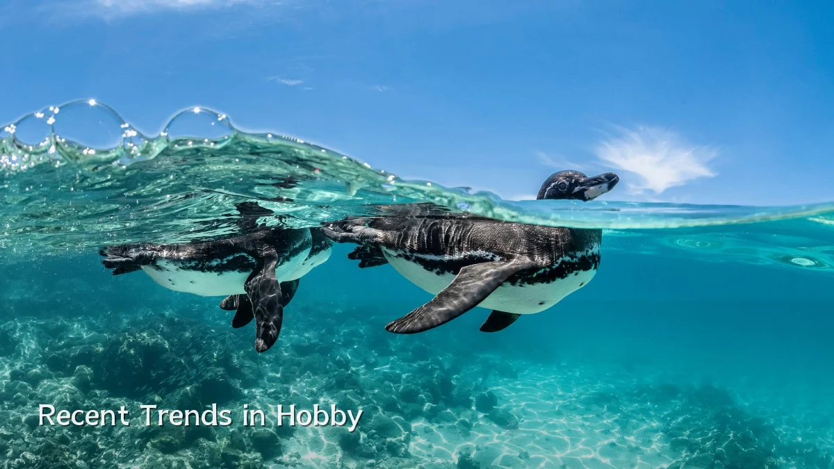 Recent Trends in Hobby